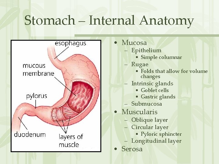 Stomach – Internal Anatomy • Mucosa – Epithelium • Simple columnar – Rugae •