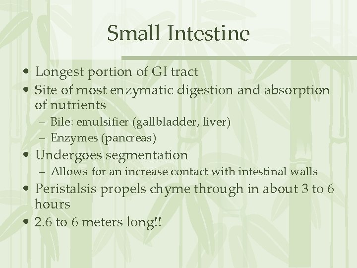 Small Intestine • Longest portion of GI tract • Site of most enzymatic digestion