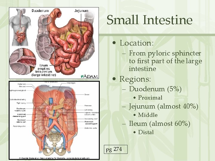 Small Intestine • Location: – From pyloric sphincter to first part of the large