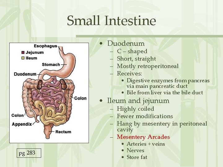 Small Intestine • Duodenum – – C – shaped Short, straight Mostly retroperitoneal Receives: