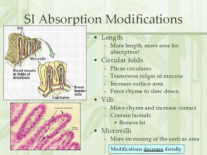 SI Absorption Modifications • Length – More length, more area for absorption! • Circular