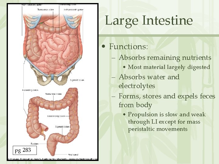 Large Intestine • Functions: – Absorbs remaining nutrients • Most material largely digested –