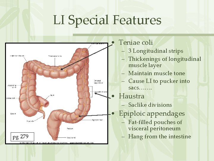 LI Special Features • Teniae coli – 3 Longitudinal strips – Thickenings of longitudinal