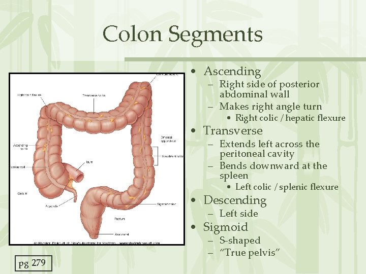 Colon Segments • Ascending – Right side of posterior abdominal wall – Makes right