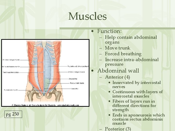 Muscles • Function: – Help contain abdominal organs – Move trunk – Forced breathing