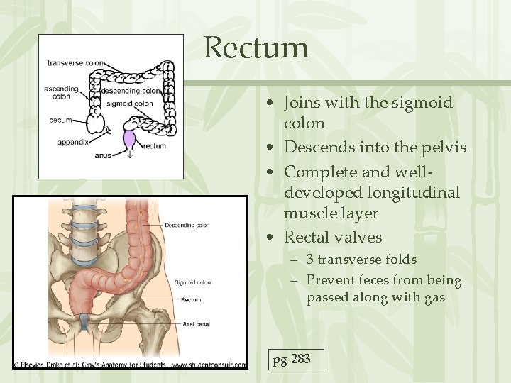 Rectum • Joins with the sigmoid colon • Descends into the pelvis • Complete