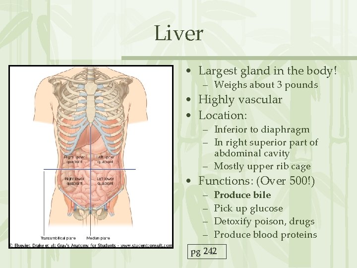 Liver • Largest gland in the body! – Weighs about 3 pounds • Highly