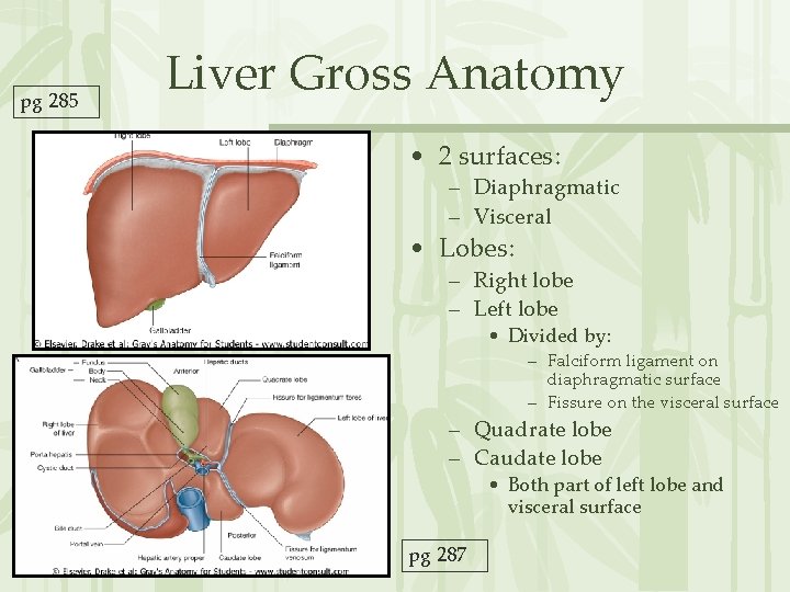 pg 285 Liver Gross Anatomy • 2 surfaces: – Diaphragmatic – Visceral • Lobes: