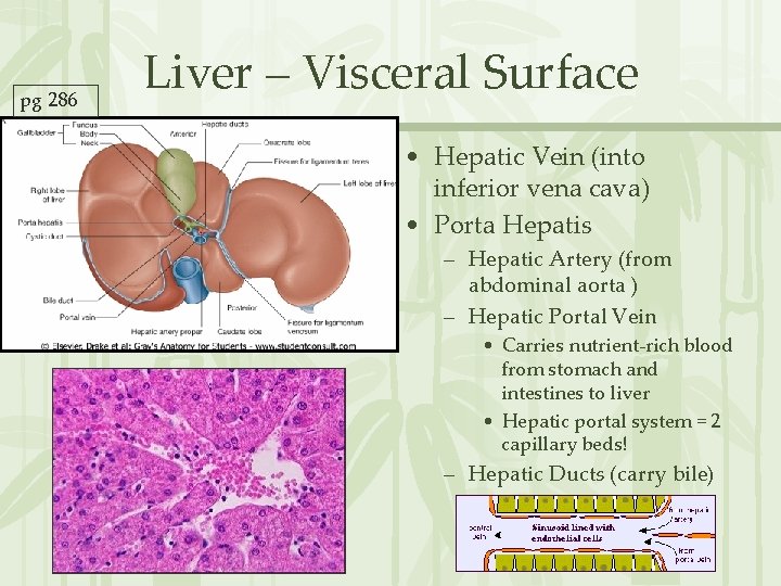 pg 286 Liver – Visceral Surface • Hepatic Vein (into inferior vena cava) •