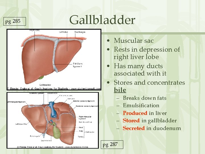 pg 285 Gallbladder • Muscular sac • Rests in depression of right liver lobe