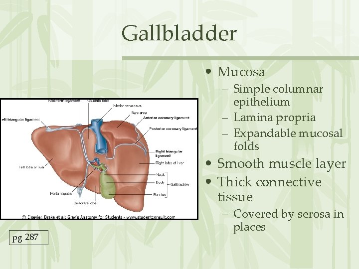 Gallbladder • Mucosa – Simple columnar epithelium – Lamina propria – Expandable mucosal folds