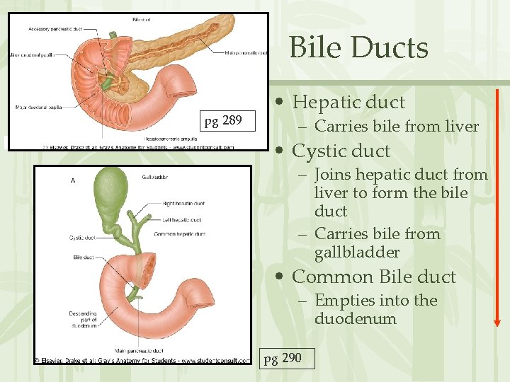 Bile Ducts pg 289 • Hepatic duct – Carries bile from liver • Cystic