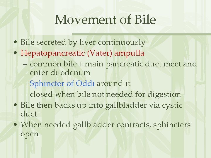 Movement of Bile • Bile secreted by liver continuously • Hepatopancreatic (Vater) ampulla –