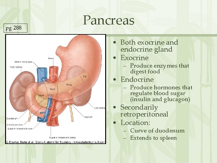 pg 288 Pancreas • Both exocrine and endocrine gland • Exocrine – Produce enzymes