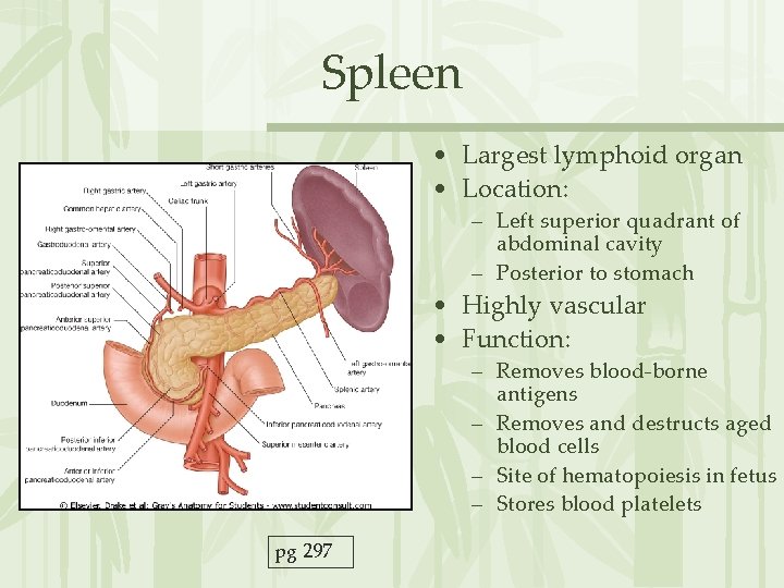 Spleen • Largest lymphoid organ • Location: – Left superior quadrant of abdominal cavity