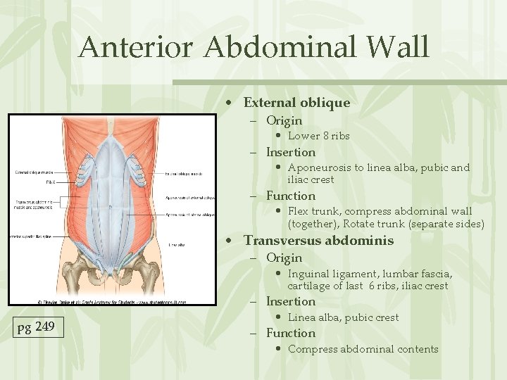 Anterior Abdominal Wall • External oblique – Origin • Lower 8 ribs – Insertion