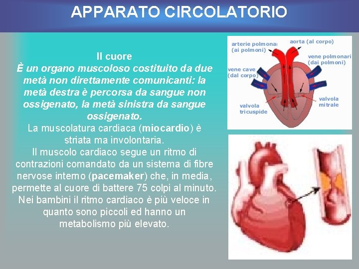 APPARATO CIRCOLATORIO Il cuore È un organo muscoloso costituito da due metà non direttamente
