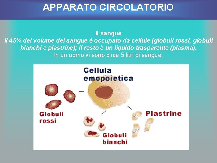 APPARATO CIRCOLATORIO Il sangue Il 45% del volume del sangue è occupato da cellule