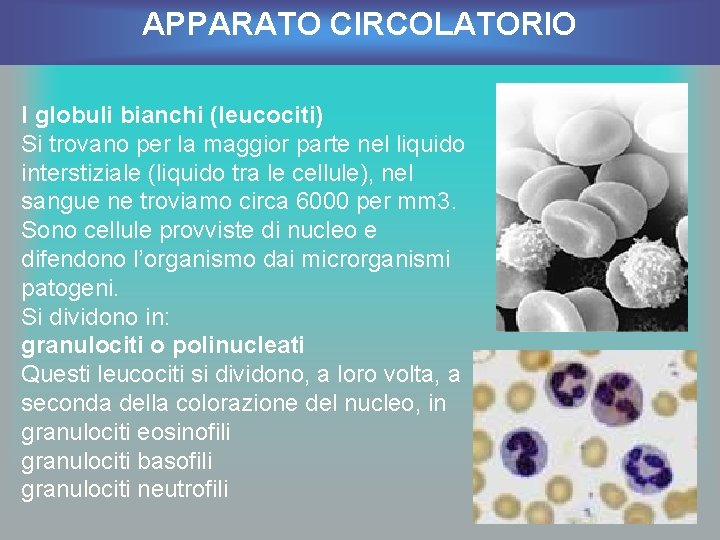 APPARATO CIRCOLATORIO I globuli bianchi (leucociti) Si trovano per la maggior parte nel liquido