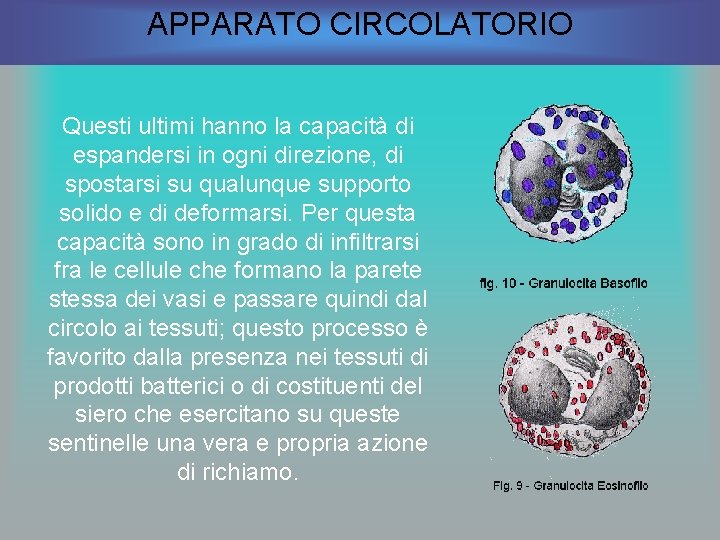 APPARATO CIRCOLATORIO Questi ultimi hanno la capacità di espandersi in ogni direzione, di spostarsi