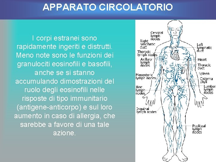 APPARATO CIRCOLATORIO I corpi estranei sono rapidamente ingeriti e distrutti. Meno note sono le