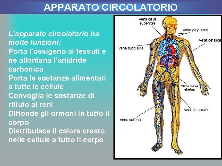 APPARATO CIRCOLATORIO L’apparato circolatorio ha molte funzioni: Porta l’ossigeno ai tessuti e ne allontana