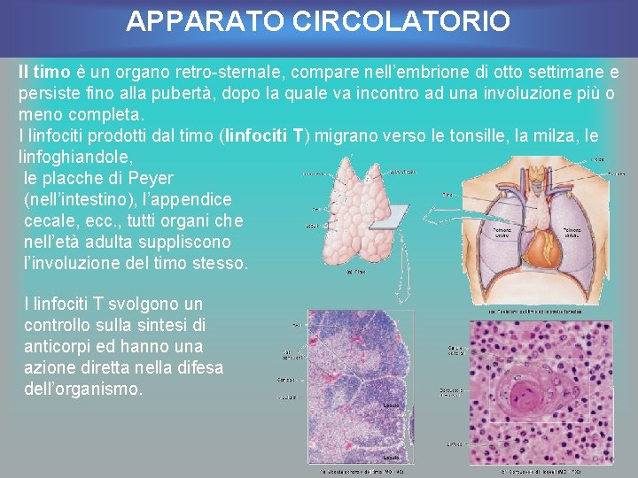 APPARATO CIRCOLATORIO Il timo è un organo retro-sternale, compare nell’embrione di otto settimane e