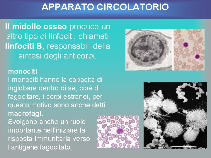 APPARATO CIRCOLATORIO Il midollo osseo produce un altro tipo di linfociti, chiamati linfociti B,