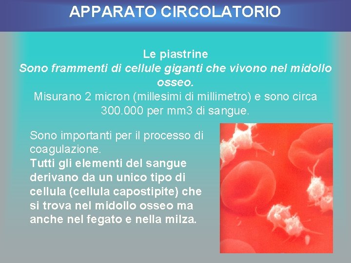 APPARATO CIRCOLATORIO Le piastrine Sono frammenti di cellule giganti che vivono nel midollo osseo.