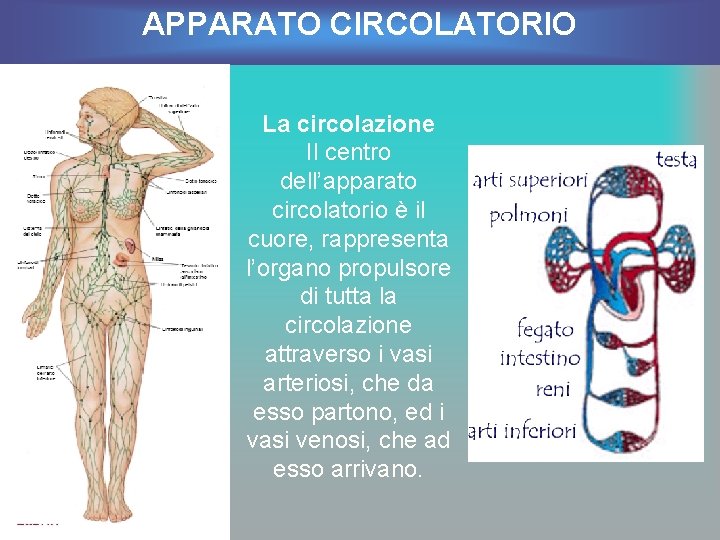 APPARATO CIRCOLATORIO La circolazione Il centro dell’apparato circolatorio è il cuore, rappresenta l’organo propulsore