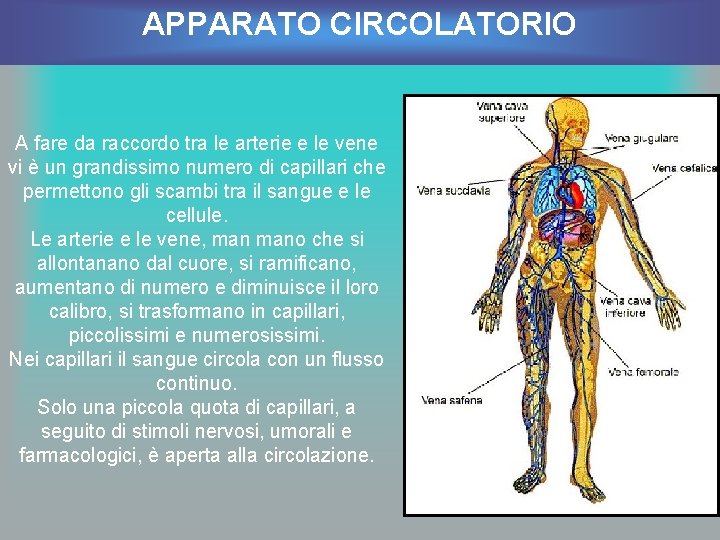APPARATO CIRCOLATORIO A fare da raccordo tra le arterie e le vene vi è