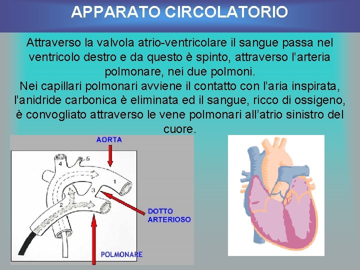 APPARATO CIRCOLATORIO Attraverso la valvola atrio-ventricolare il sangue passa nel ventricolo destro e da
