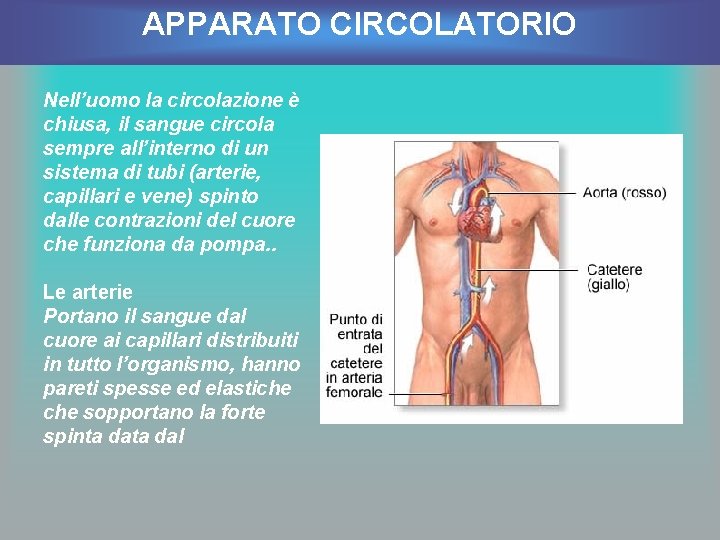 APPARATO CIRCOLATORIO Nell’uomo la circolazione è chiusa, il sangue circola sempre all’interno di un