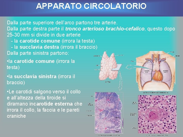 APPARATO CIRCOLATORIO Dalla parte superiore dell’arco partono tre arterie. Dalla parte destra parte il