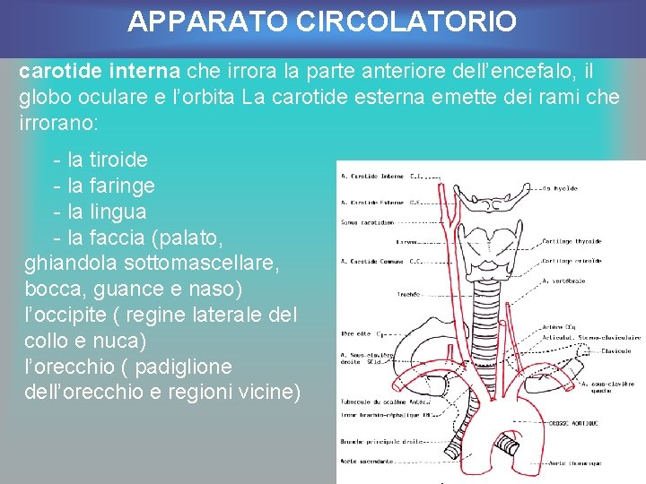 APPARATO CIRCOLATORIO carotide interna che irrora la parte anteriore dell’encefalo, il globo oculare e