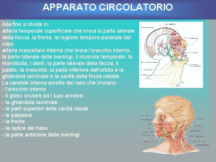 APPARATO CIRCOLATORIO Alla fine si divide in: arteria temporale superficiale che irrora la parte