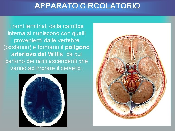 APPARATO CIRCOLATORIO I rami terminali della carotide interna si riuniscono con quelli provenienti dalle