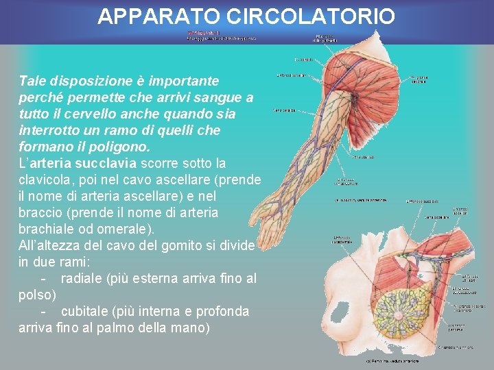 APPARATO CIRCOLATORIO Tale disposizione è importante perché permette che arrivi sangue a tutto il