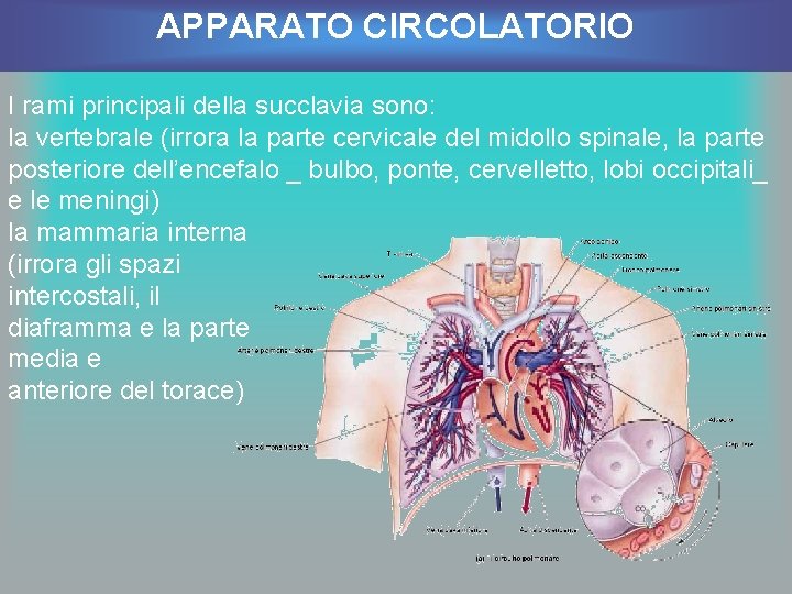 APPARATO CIRCOLATORIO I rami principali della succlavia sono: la vertebrale (irrora la parte cervicale