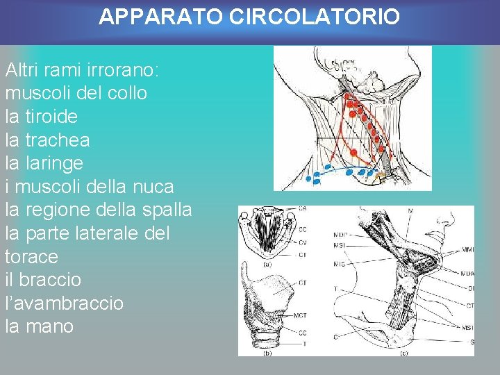 APPARATO CIRCOLATORIO Altri rami irrorano: muscoli del collo la tiroide la trachea la laringe