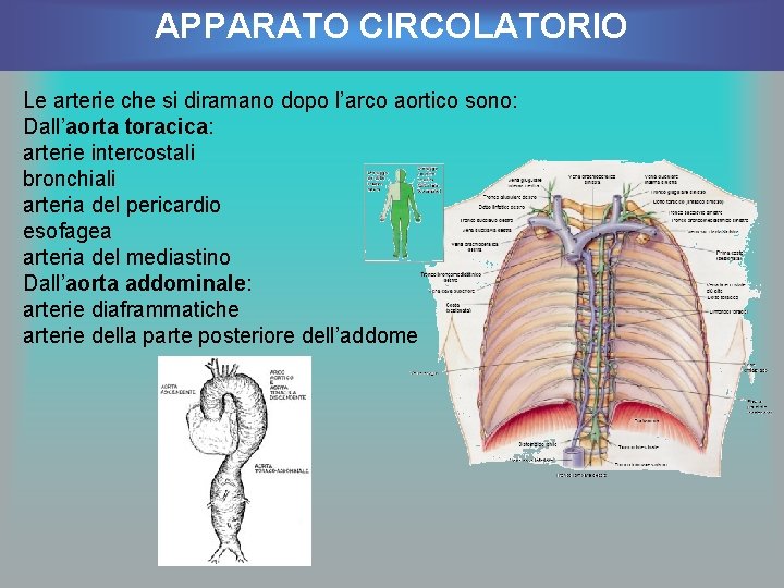 APPARATO CIRCOLATORIO Le arterie che si diramano dopo l’arco aortico sono: Dall’aorta toracica: arterie