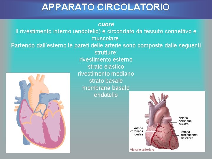 APPARATO CIRCOLATORIO cuore Il rivestimento interno (endotelio) è circondato da tessuto connettivo e muscolare.