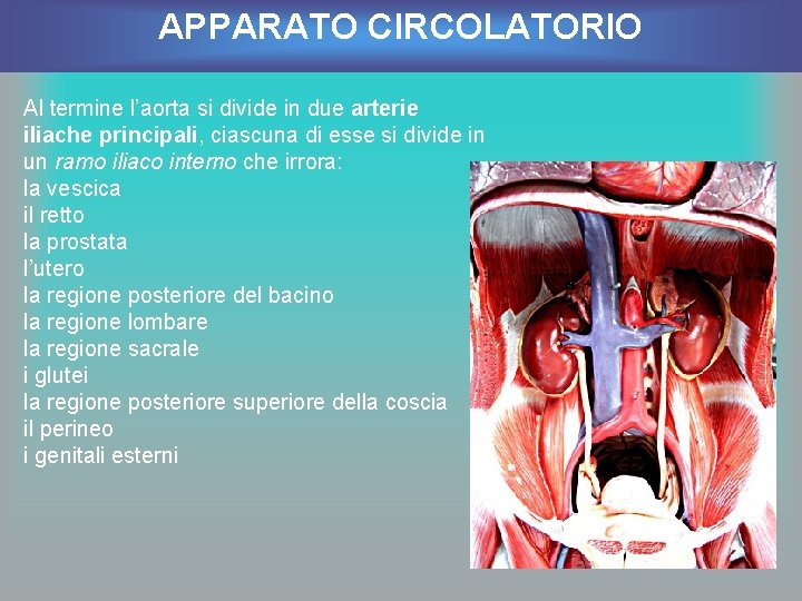 APPARATO CIRCOLATORIO Al termine l’aorta si divide in due arterie iliache principali, ciascuna di