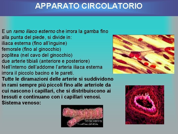 APPARATO CIRCOLATORIO E un ramo iliaco esterno che irrora la gamba fino alla punta