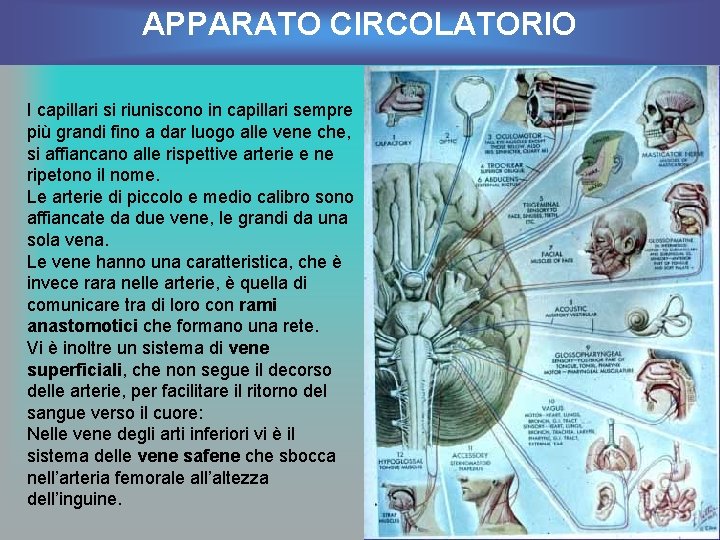 APPARATO CIRCOLATORIO I capillari si riuniscono in capillari sempre più grandi fino a dar