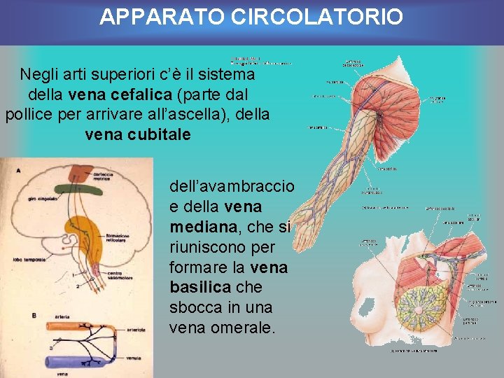 APPARATO CIRCOLATORIO Negli arti superiori c’è il sistema della vena cefalica (parte dal pollice