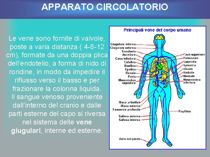 APPARATO CIRCOLATORIO Le vene sono fornite di valvole, poste a varia distanza ( 4
