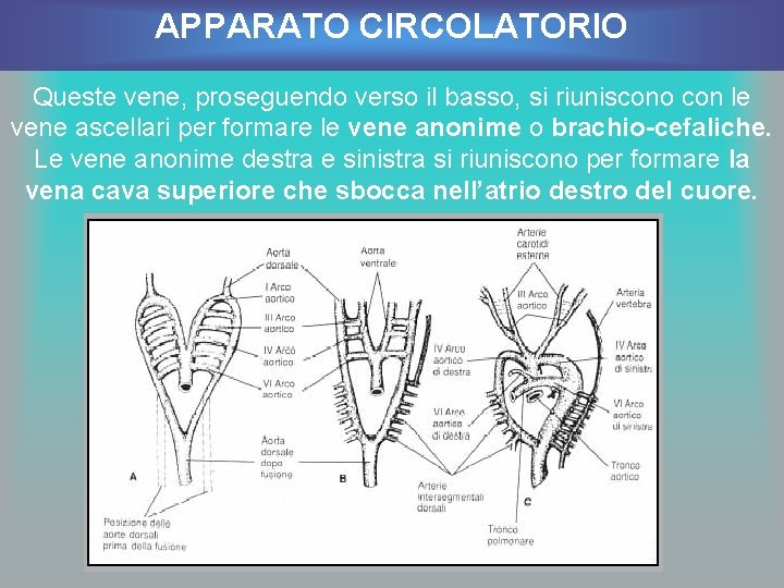 APPARATO CIRCOLATORIO Queste vene, proseguendo verso il basso, si riuniscono con le vene ascellari