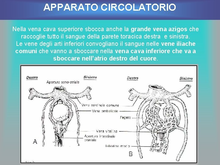 APPARATO CIRCOLATORIO Nella vena cava superiore sbocca anche la grande vena azigos che raccoglie