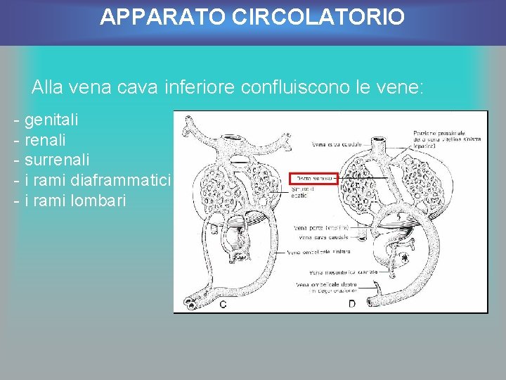 APPARATO CIRCOLATORIO Alla vena cava inferiore confluiscono le vene: - genitali - renali -